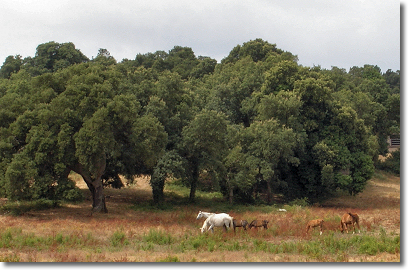 Cavalli di Gallura